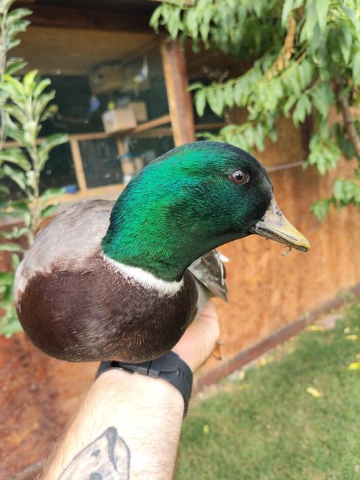 Vând rață olandez pitic