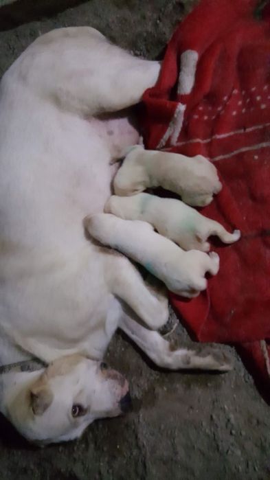 Продаю Алабай щенки