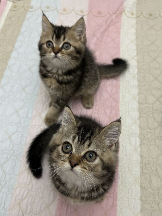 3 малышa шиншиллы