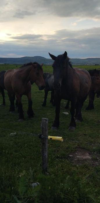 Mânze,Iepe fătate și gestante de vânzare