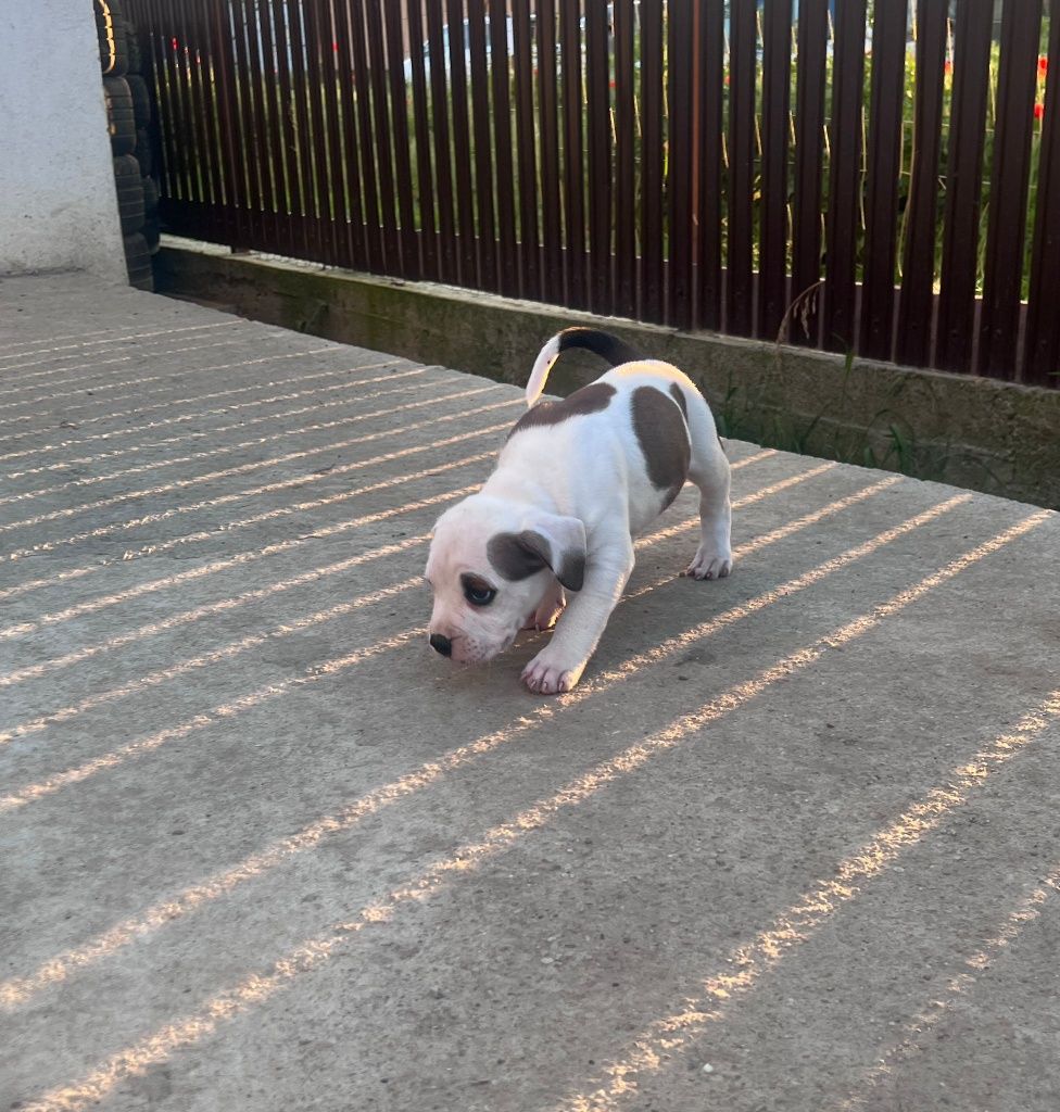 Pui American Bully