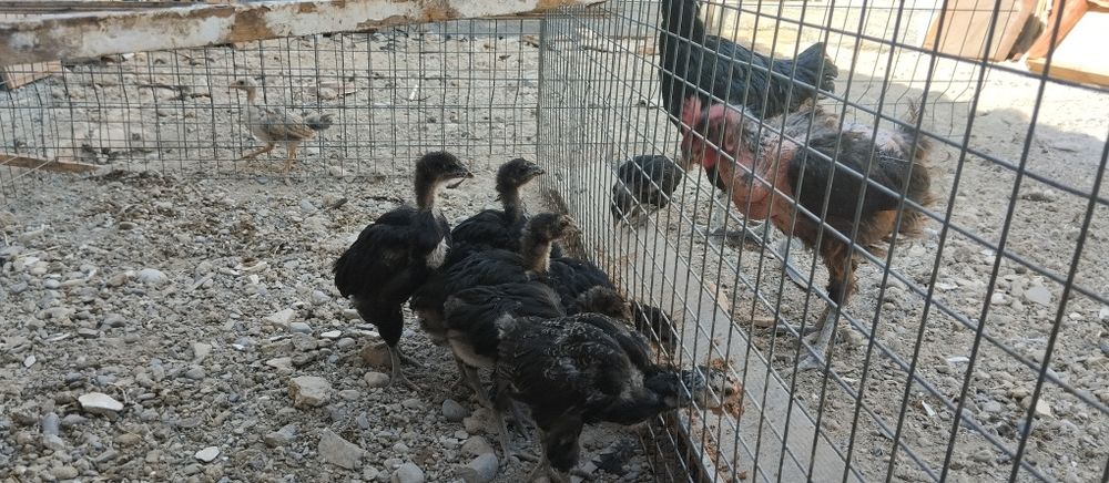 Gigant qora shaxzoda tovuqlari va joʻjalari sotiladi