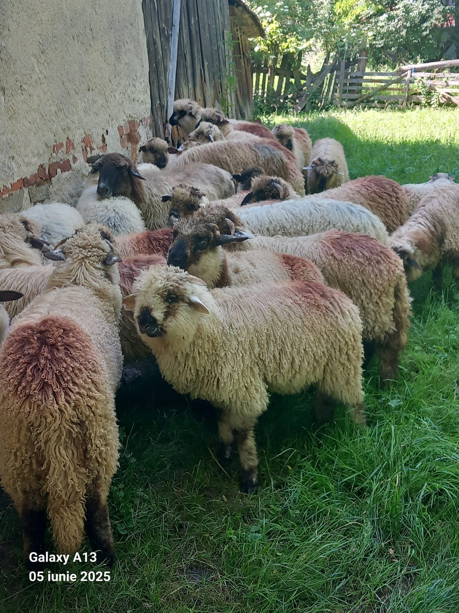 Miei de vanzare.