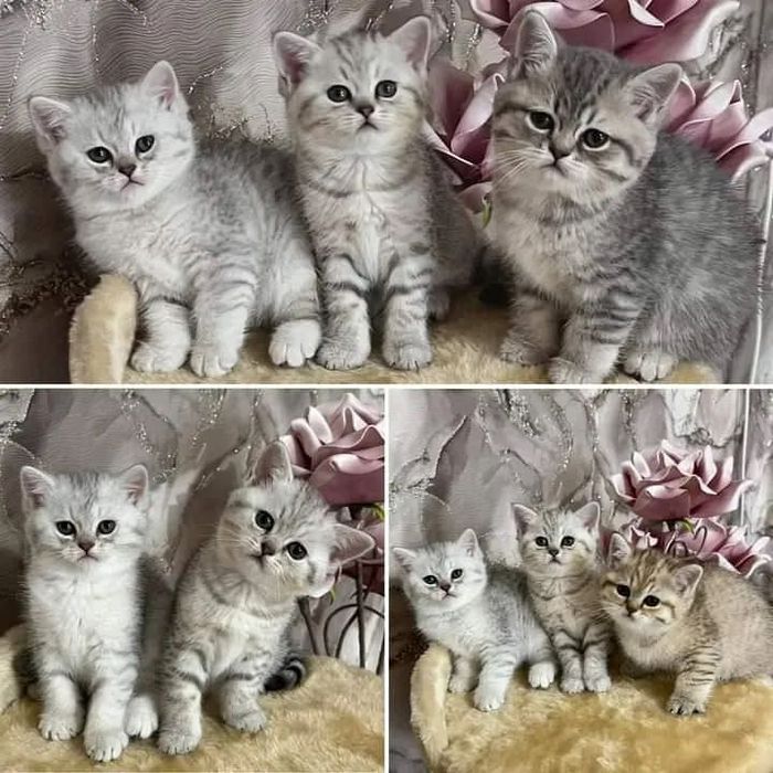 Золото-Серебро котята
