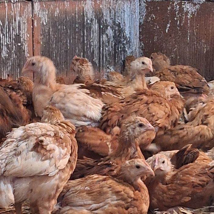 Vând puicuțe  din rasa Kabir