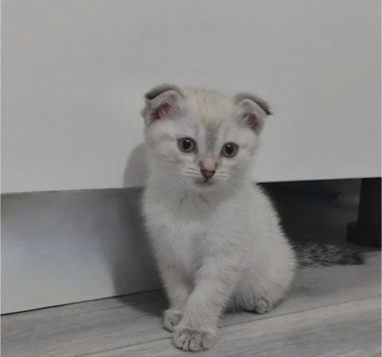 Милые шотладские малыши, 1.5 мес ждут семью