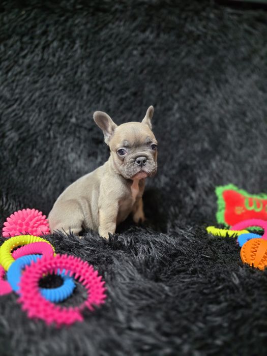 Bulldog francez blue fawn sable