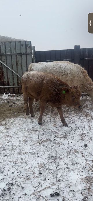 9 подсосных бычков