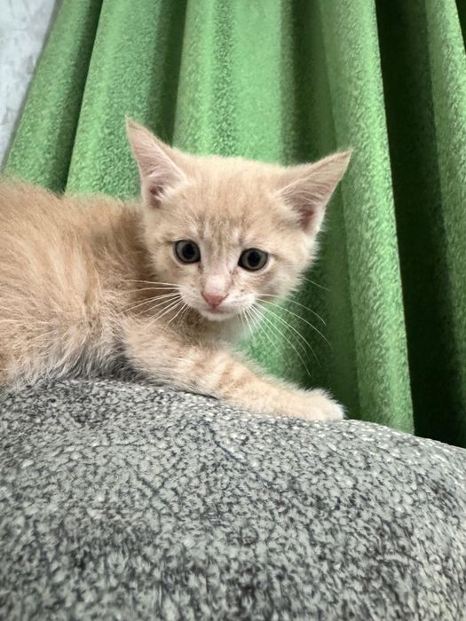 А!Прелестные котята! Мальчики