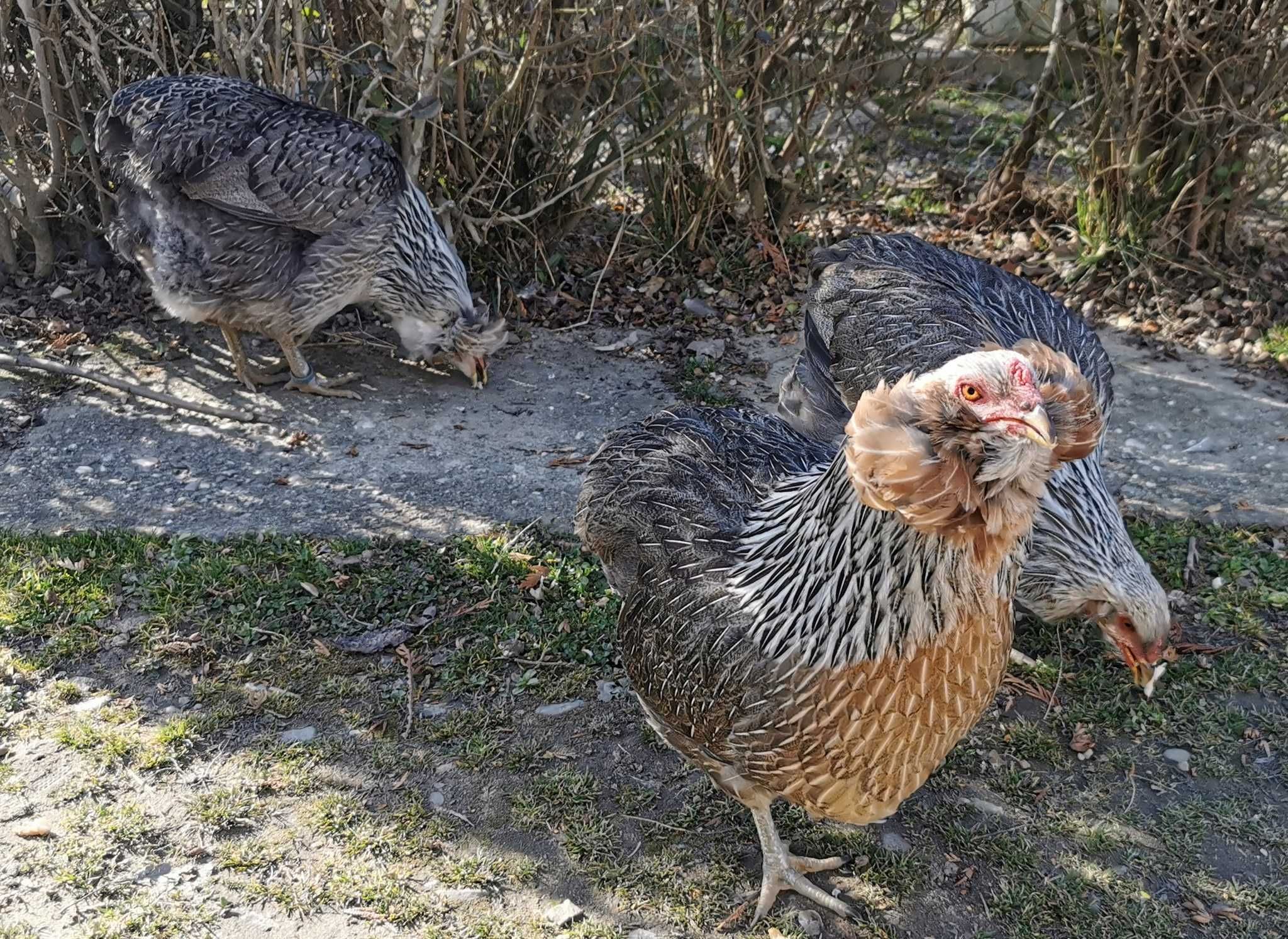 Oua Araucana Argintiu Silver, rasa pura