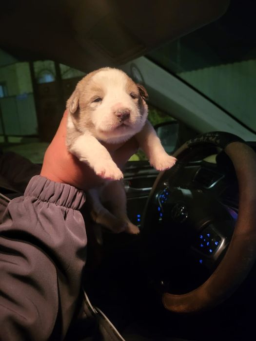 Собака Алабай продам щенков