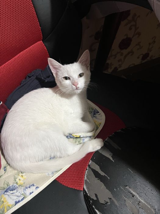 Котик мальчик абсолютно белый . Ласковый приучен к лотку