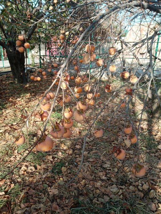 Хурма из дерева продаётся