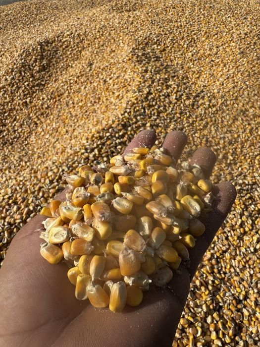 Маккажухори.сотилади 20 тонадан ошик.