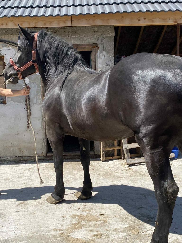 Vând mânză de 3 ani