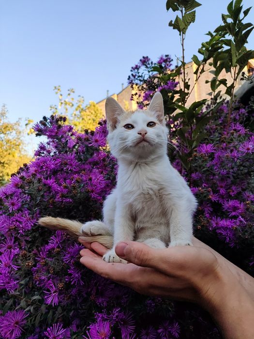Домашние котята, в хорошие руки