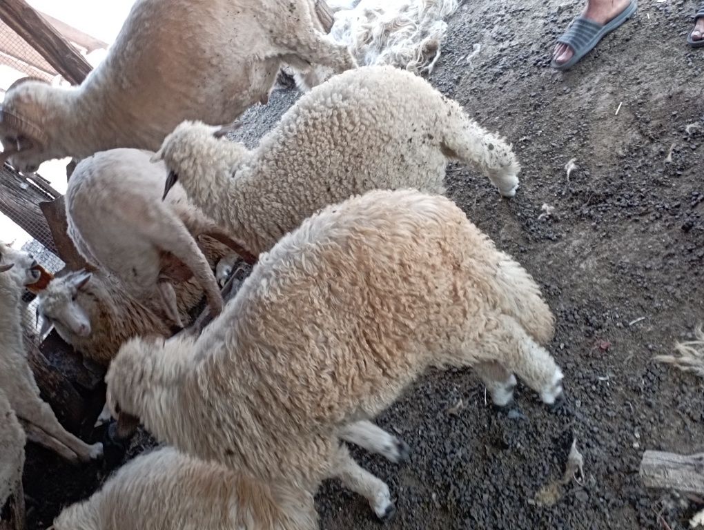 Vând miei, iezi, berbeac, țapi
