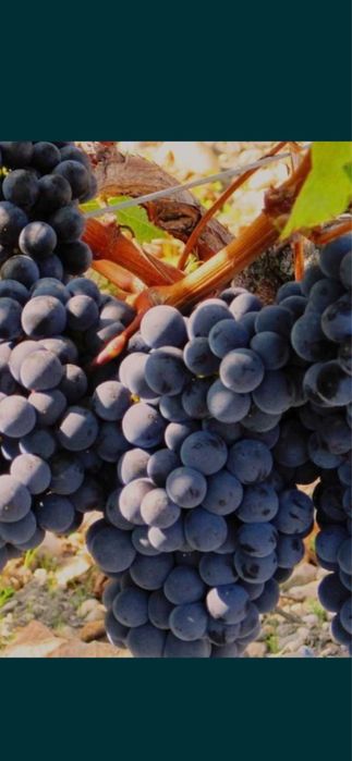Vand struguri de vin
