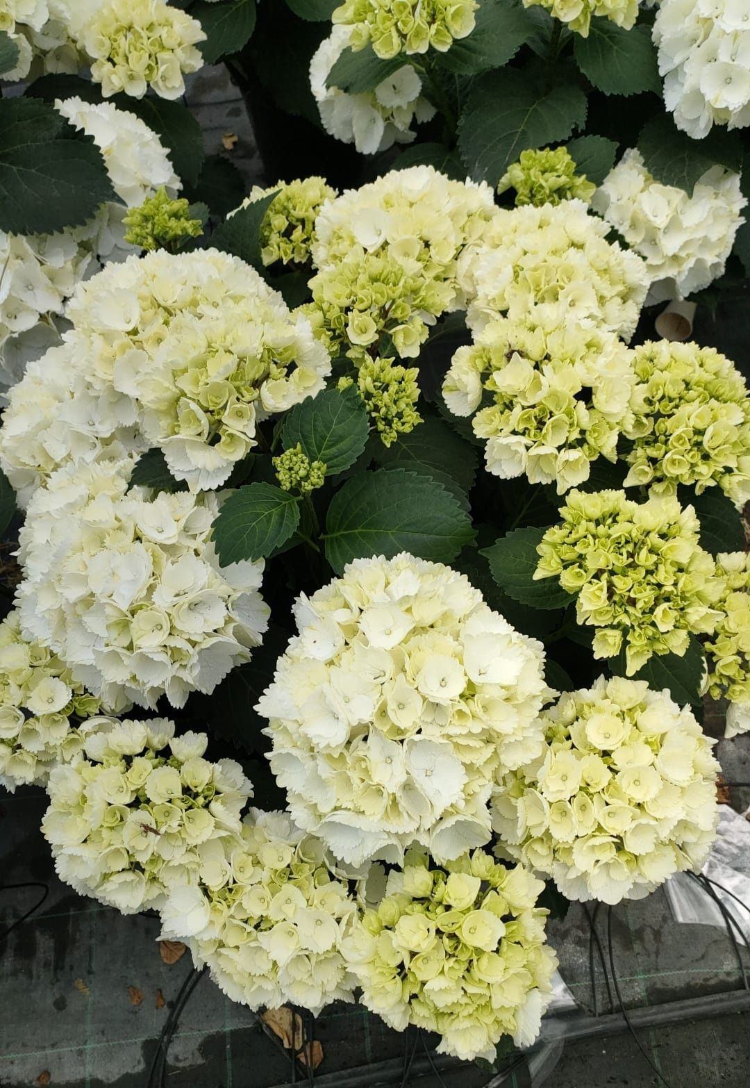Hortensii la ghiveci