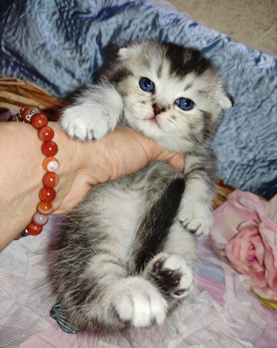 Продается шикарный котенок мальчик серебристая г