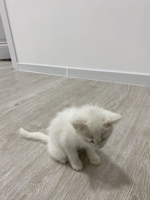 Skotish strayt mushugi sotiladi