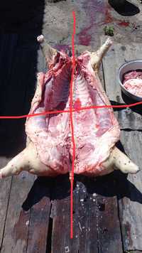 Мясо свинина продам
