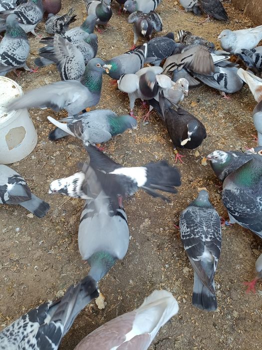 Vind porumbei și iepuri