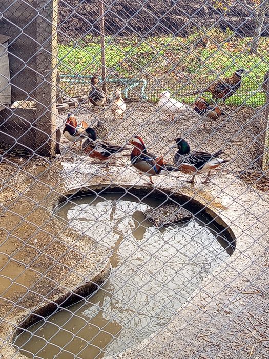 Холандска гащата,фазани,пауни,якалии  и мандаринки
Фазани чарвено-злат