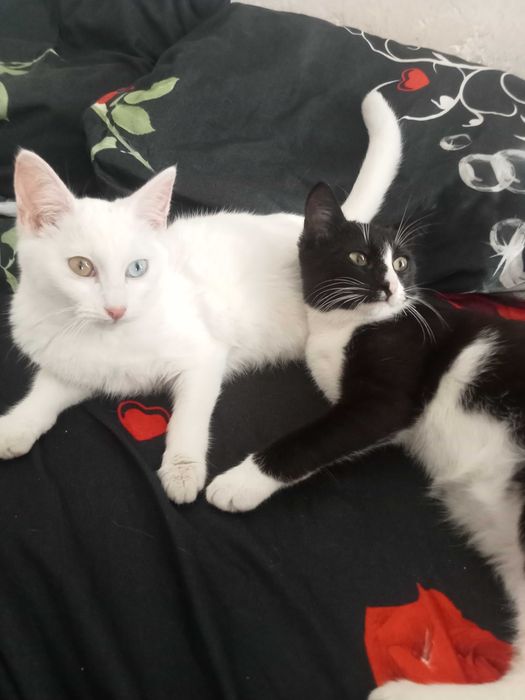 Отдам котят в добрые руки