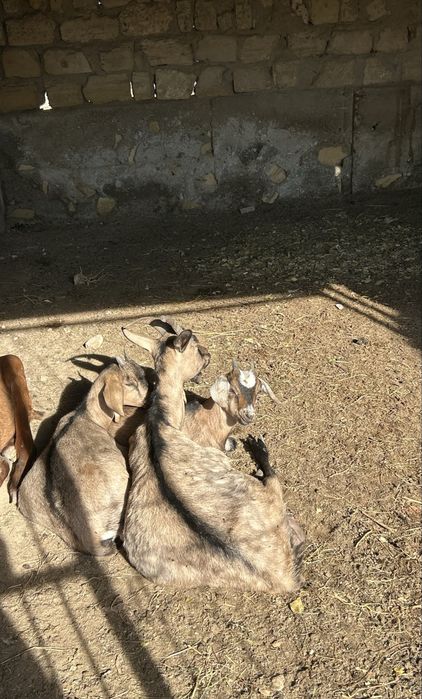 Ешкі лақтарымен сатылады