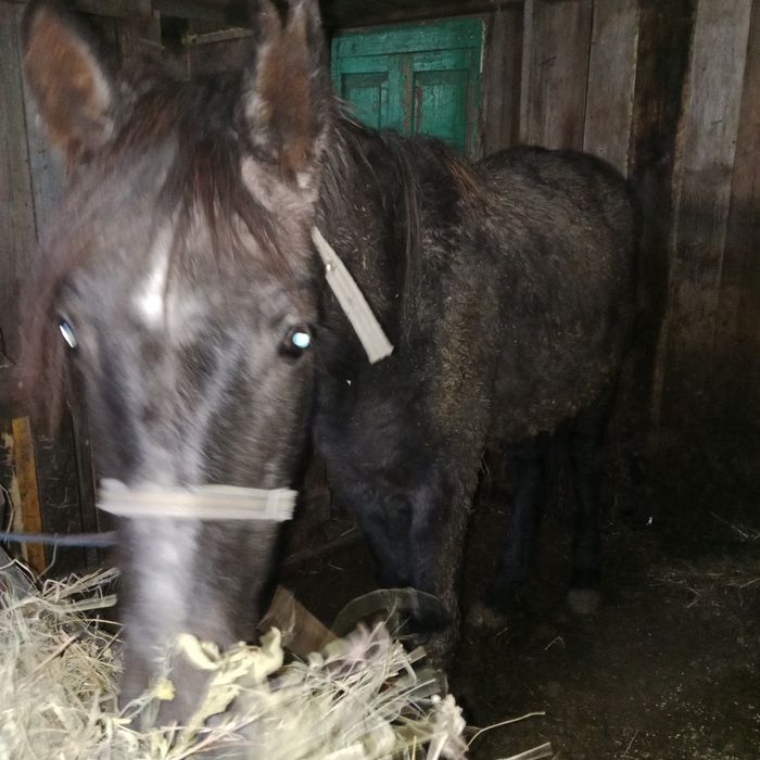 Продам тай жеребчик