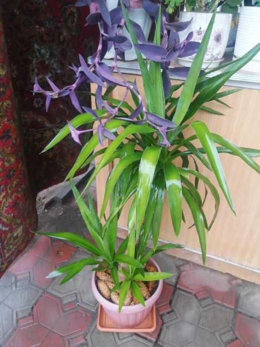 Продам комнатный цветок Юкку