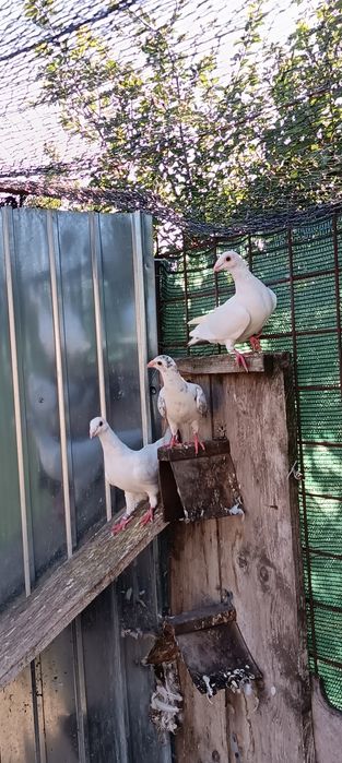 Iepure porumbei voiajori