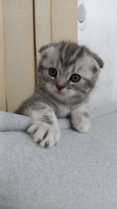 Продаются милые котята 1.5 месячные