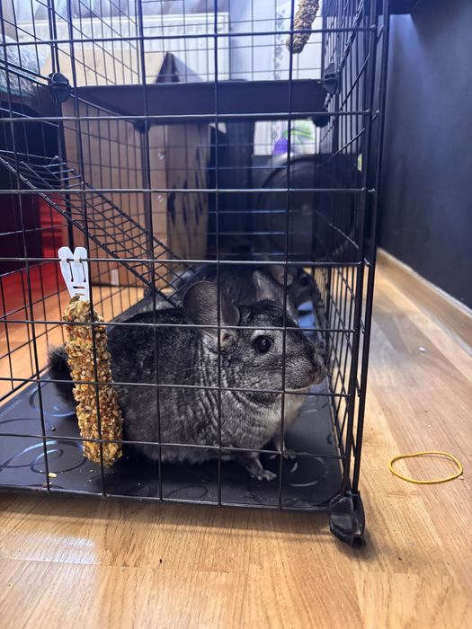 Chinchilla pui si adult