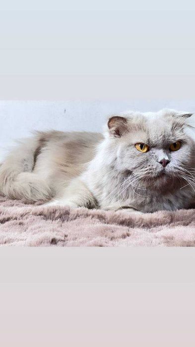 Шотландский фолд