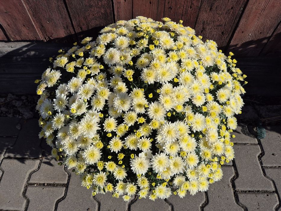 Crizanteme diferite culori si dimensiuni, preț in funcție de cantitate