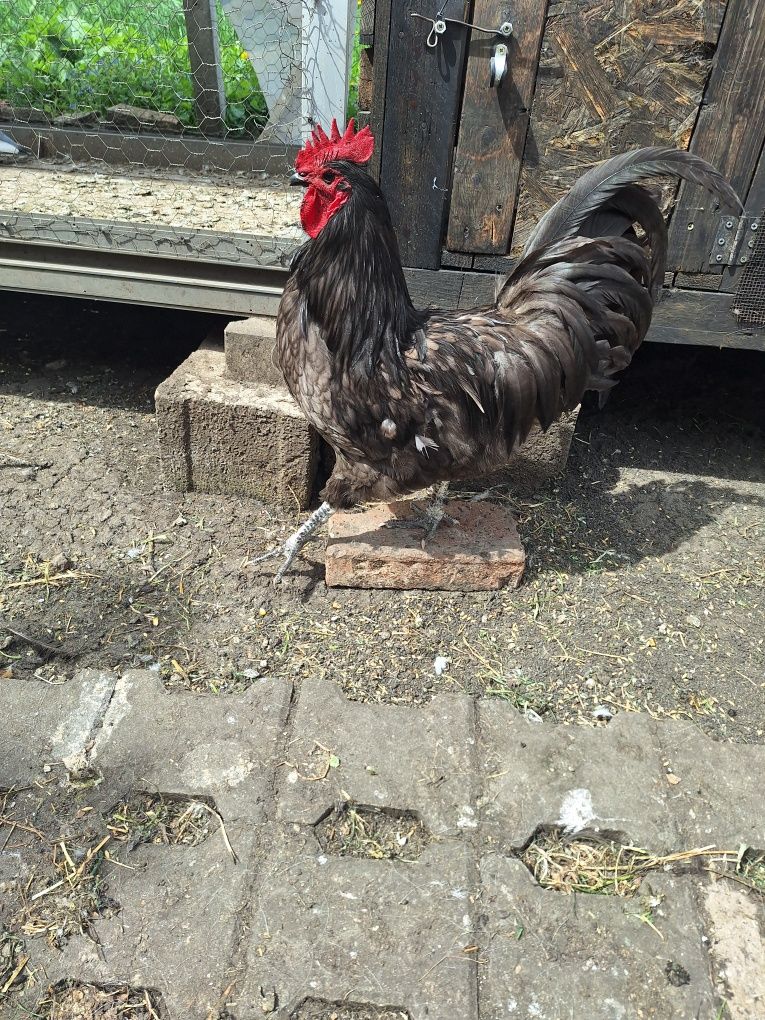 Vând cocos australorp