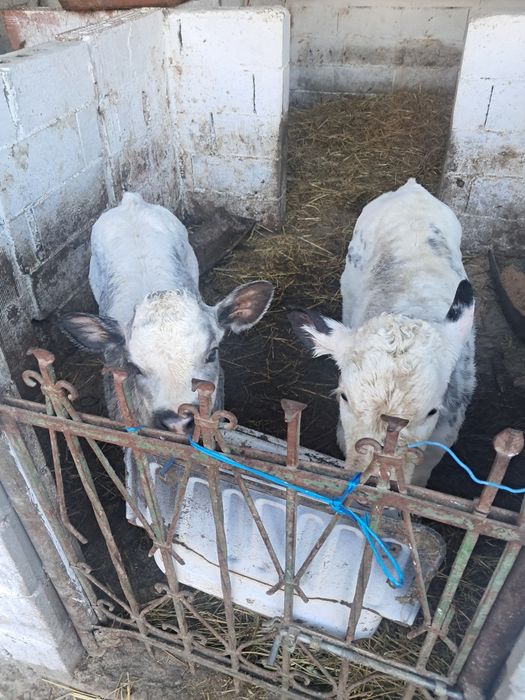 Vând viței foarte frumos