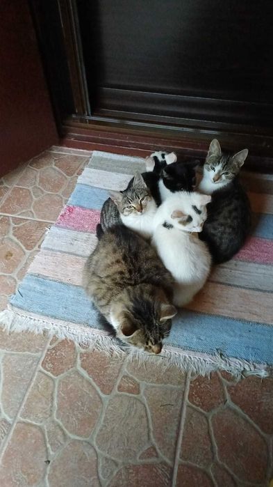 Pisicuțe adorabile spre adopție