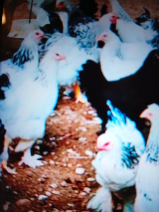 Vind puicuțe de rasă Brahman foarte frumoase toate ouă