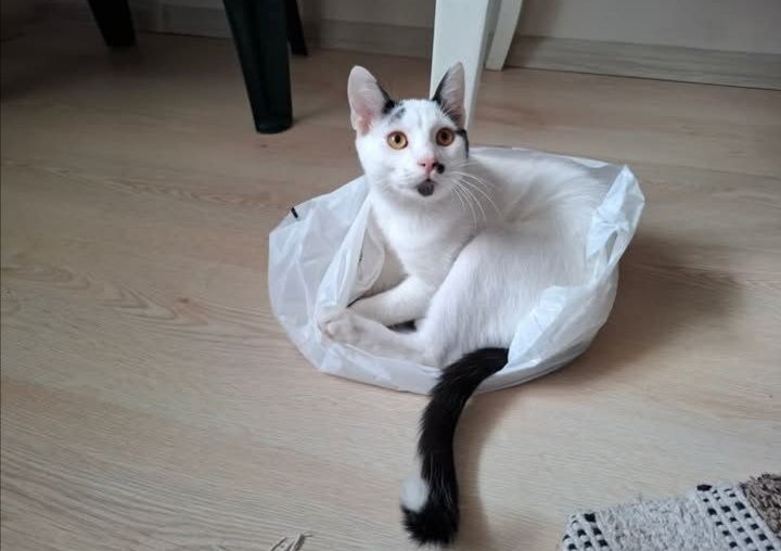 Майкъл търси своето семейство :)