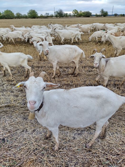 Продавам кози ББМ