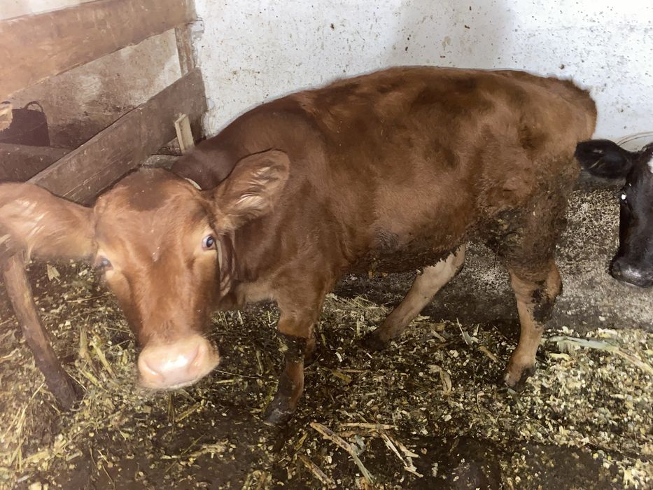 Vand Vitica angus