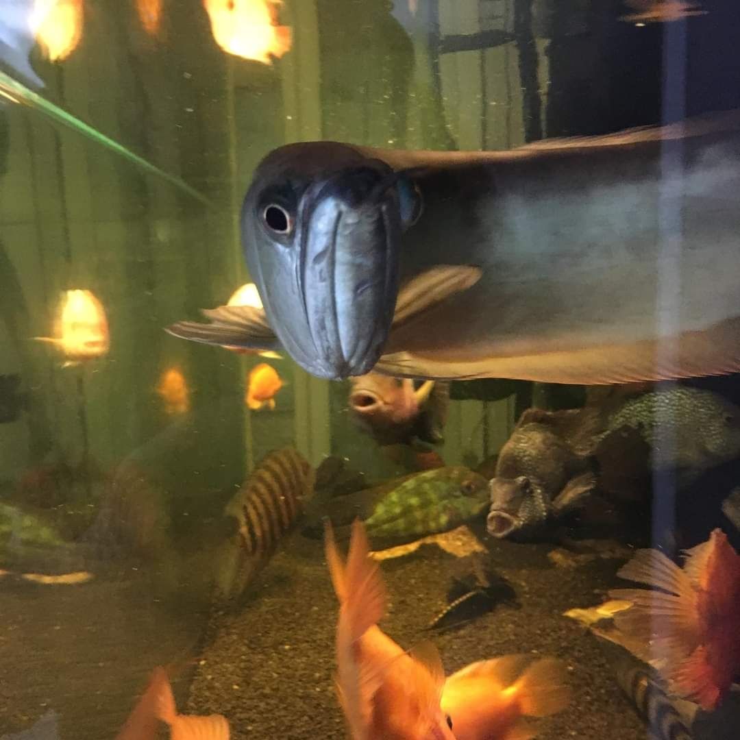 Arowana plus ciclide americane