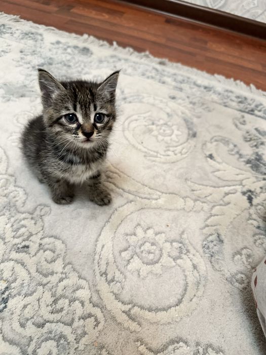 Отдаем котят в добрые руки