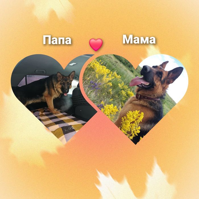 Щенки Немецкой Овчарки