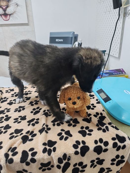 Мъжко кученце търси дом