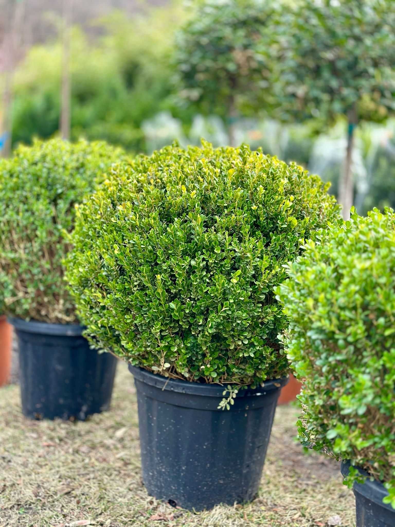 Maslin Secular Buxus