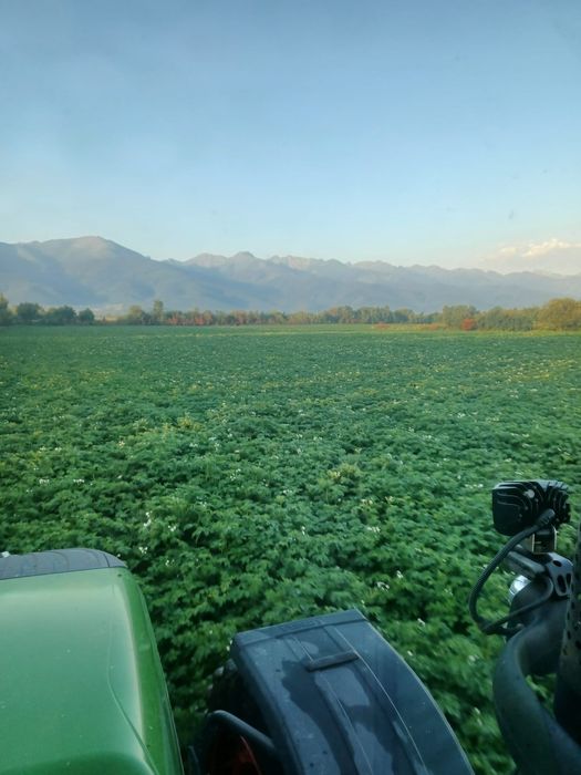 Cartofi sămânță cerificata, din elita, Riviera, Arizona, Bellarosa,